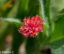 Load image into Gallery viewer, Florida Tasselflower - Emilia fosbergii (1 gal.)