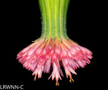 Load image into Gallery viewer, Florida Tasselflower - Emilia fosbergii (1 gal.)