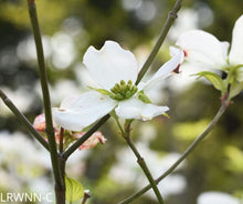 Load image into Gallery viewer, Flowering Dogwood - Cornus florida (3 gal.)