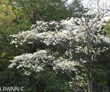 Load image into Gallery viewer, Flowering Dogwood - Cornus florida (3 gal.)