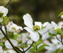 Load image into Gallery viewer, Flowering Dogwood - Cornus florida (3 gal.)
