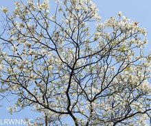 Load image into Gallery viewer, Flowering Dogwood - Cornus florida (3 gal.)