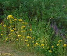 Load image into Gallery viewer, Golden Ragwort - Packera aurea (1 gal.)