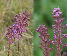 Load image into Gallery viewer, Hairy Trilisa - Carphephorus paniculatus