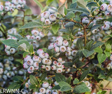 Load image into Gallery viewer, Highbush blueberry - Vaccinium corymbosum (1 gal)
