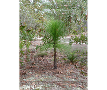 Load image into Gallery viewer, Longleaf Pine - Pinus palustris (3 gal.)