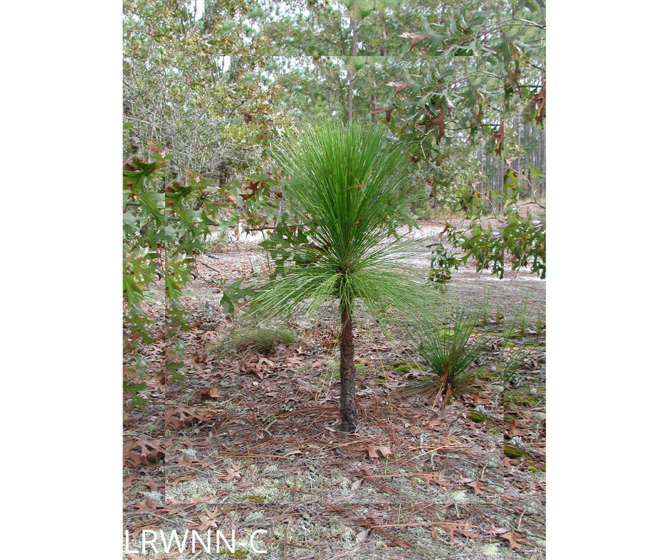 Longleaf Pine Pinus palustris (3 gal.) Little Red Wagon Native Nursery