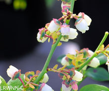 Load image into Gallery viewer, Highbush blueberry - Vaccinium corymbosum (1 gal)
