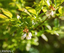 Load image into Gallery viewer, Highbush blueberry - Vaccinium corymbosum (1 gal)
