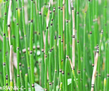 Load image into Gallery viewer, Horsetail - Equisetum hyemale (1 gal.)