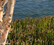 Load image into Gallery viewer, Horsetail - Equisetum hyemale (1 gal.)