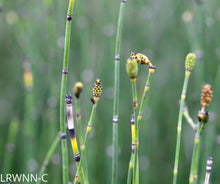 Load image into Gallery viewer, Horsetail - Equisetum hyemale (1 gal.)