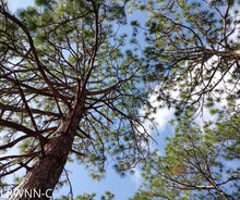 Load image into Gallery viewer, Longleaf Pine - Pinus palustris (3 gal.)