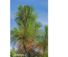 Load image into Gallery viewer, Longleaf Pine - Pinus palustris (3 gal.)