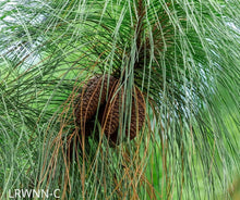 Load image into Gallery viewer, Longleaf Pine - Pinus palustris (3 gal.)