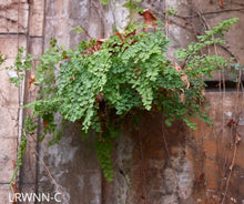 Load image into Gallery viewer, Maidenhair Fern - Adiantum capillus-veneris