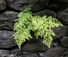 Load image into Gallery viewer, Maidenhair Fern - Adiantum capillus-veneris