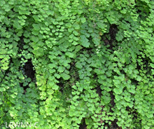 Load image into Gallery viewer, Maidenhair Fern - Adiantum capillus-veneris
