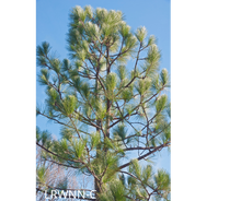 Load image into Gallery viewer, Longleaf Pine - Pinus palustris (3 gal.)