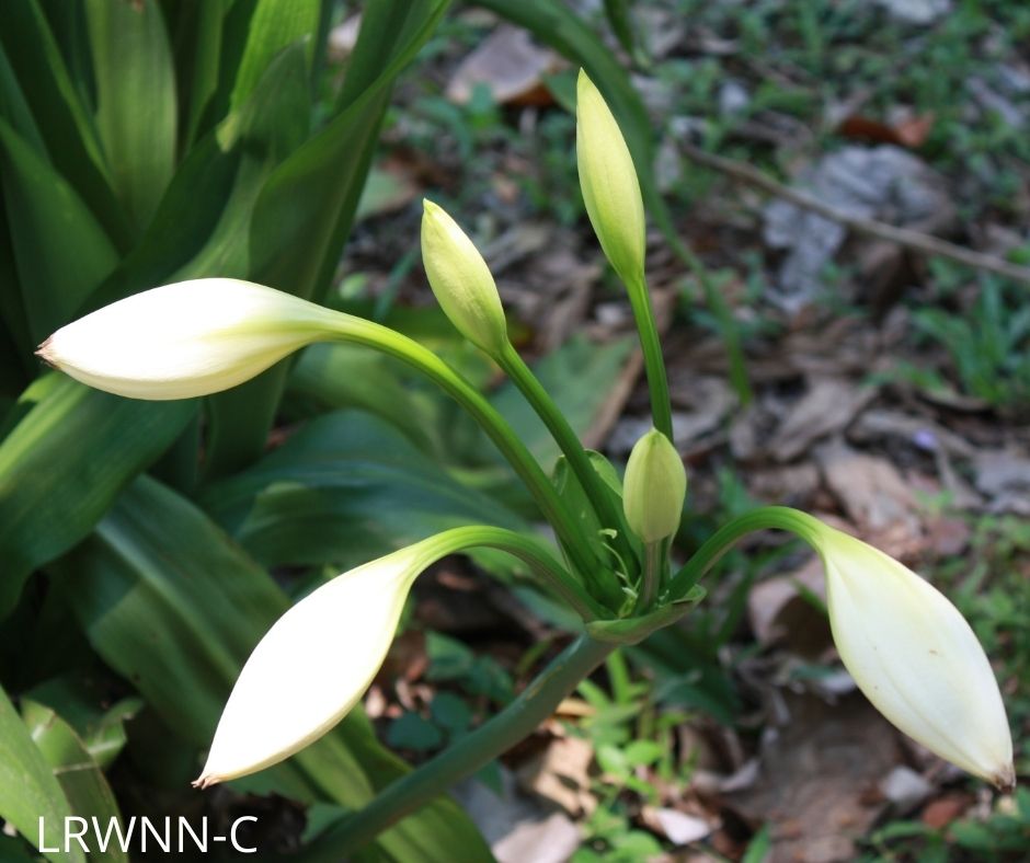 hymenocallis latifolia spider lily Mangrove Spider Lily
