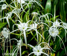 Load image into Gallery viewer, Mangrove Spider Lily - Hymenocallis latifolia (1 Gal.)