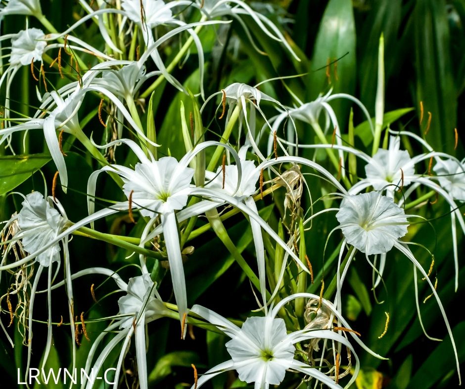 spider lily hymenocallis Mangrove Spider Lily