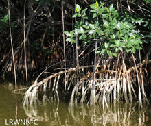 Load image into Gallery viewer, Red Mangrove - Rhizophora mangle (3 gal.)