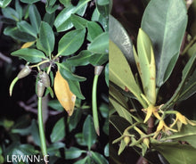 Load image into Gallery viewer, Red Mangrove - Rhizophora mangle (3 gal.)