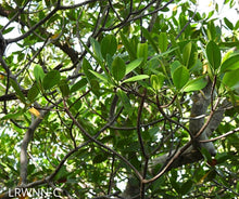 Load image into Gallery viewer, Red Mangrove - Rhizophora mangle (3 gal.)