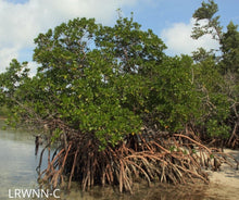 Load image into Gallery viewer, Red Mangrove - Rhizophora mangle (3 gal.)