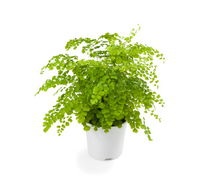 Load image into Gallery viewer, Maidenhair Fern - Adiantum capillus-veneris