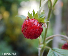 Load image into Gallery viewer, Native Strawberry - Fragaria virginiana