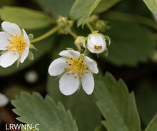 Load image into Gallery viewer, Native Strawberry - Fragaria virginiana