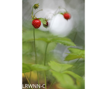 Load image into Gallery viewer, Native Strawberry - Fragaria virginiana