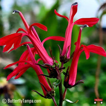 Load image into Gallery viewer, Cardinal Flower - Lobelia cardinalis (1 gal.)