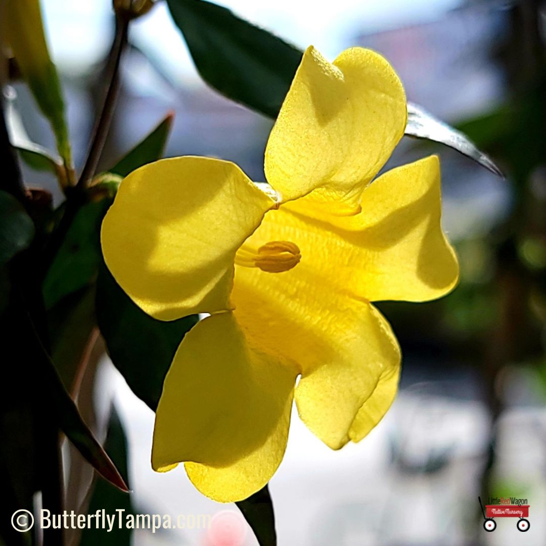 Carolina Jessamine