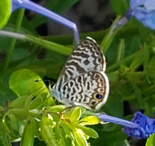 Load image into Gallery viewer, Wild Plumbago - Plumbago zeylanica