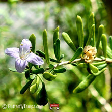 Load image into Gallery viewer, Christmas berry - Lycium carolinianum