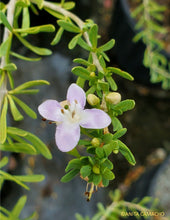 Load image into Gallery viewer, Christmas berry - Lycium carolinianum