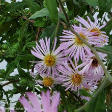 Load image into Gallery viewer, Climbing Aster - Symphyotrichum carolinianum