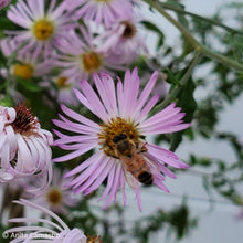 Load image into Gallery viewer, Climbing Aster - Symphyotrichum carolinianum