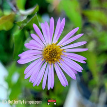Load image into Gallery viewer, Climbing Aster - Symphyotrichum carolinianum
