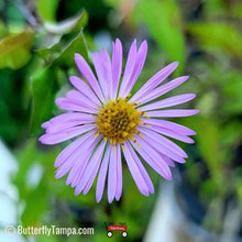 Load image into Gallery viewer, Climbing Aster - Symphyotrichum carolinianum