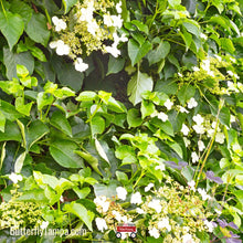 Load image into Gallery viewer, Climbing Hydrangea- Decumaria barbara (1 & 3 Gal)