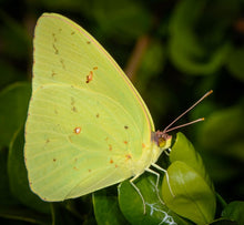 Load image into Gallery viewer, Sensitive Pea - Chamaecrista nictitans (1 gal.)