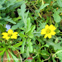 Load image into Gallery viewer, Common Greeneyes - Berlandiera subacaulis