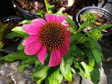 Load image into Gallery viewer, Purple Coneflower - Echinacea purpurea (1 gal.)