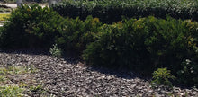 Load image into Gallery viewer, Coontie - Zamia integrifolia