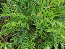 Load image into Gallery viewer, Coontie - Zamia integrifolia