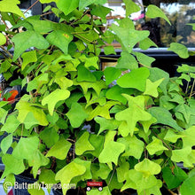 Load image into Gallery viewer, Coral Bean (Erythrina herbacea)
